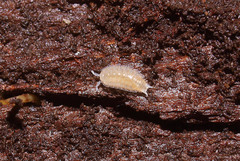 Styloniscus