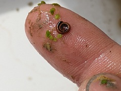 Planorbini