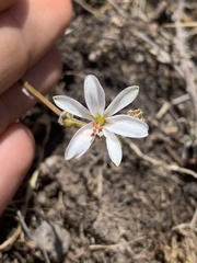 Echeandia eccremorrhiza