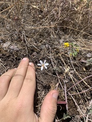 Echeandia eccremorrhiza