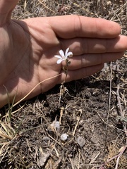 Echeandia eccremorrhiza