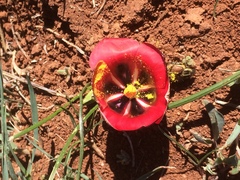 Romulea monadelpha
