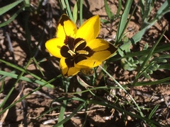 Hesperantha vaginata
