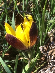 Hesperantha vaginata