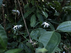 Jasminum adenophyllum