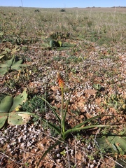 Bulbinella latifolia doleritica