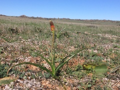 Bulbinella latifolia doleritica