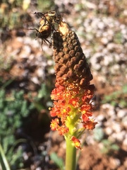 Bulbinella latifolia doleritica
