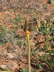 Bulbinella latifolia doleritica