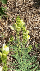Linaria vulgaris