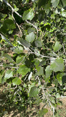 Populus alba