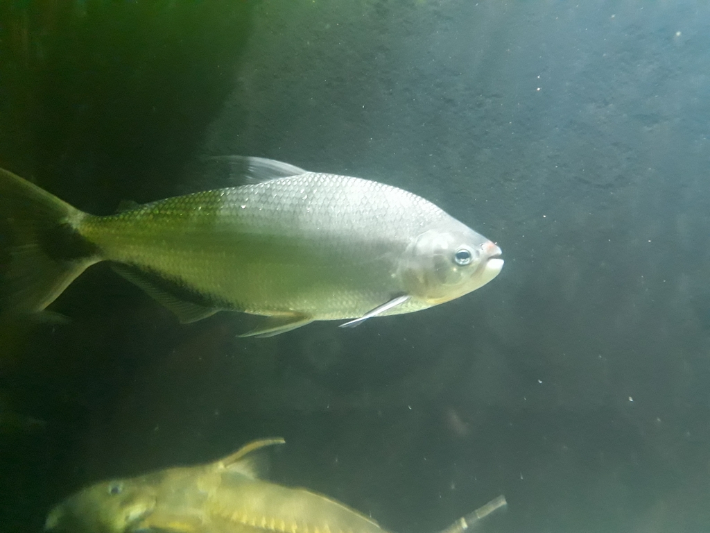 Darkfin Brycon