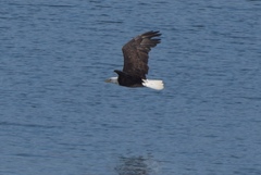 Haliaeetus leucocephalus