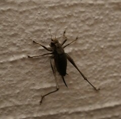 Pholidoptera griseoaptera