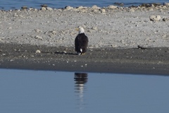 Haliaeetus leucocephalus