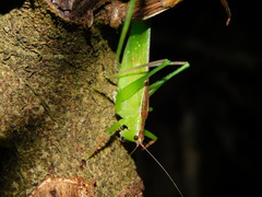 Hexacentrus unicolor