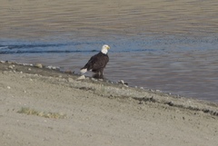 Haliaeetus leucocephalus