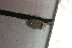 Penthicodes atomaria