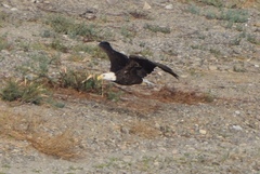 Haliaeetus leucocephalus