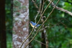 Cyornis whitei