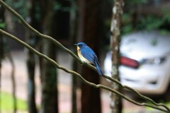 Cyornis whitei