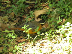 Cossypha heuglini heuglini