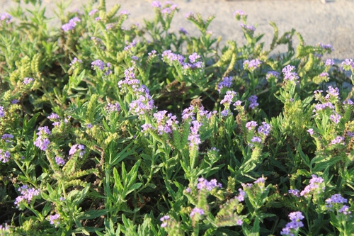 Heliotropium amplexicaule