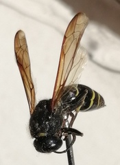 Ancistrocerus antilope