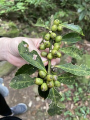 Symplocos setchuensis