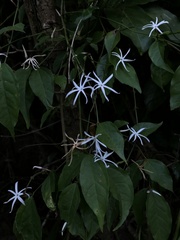 Jasminum adenophyllum