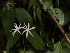 Jasminum adenophyllum