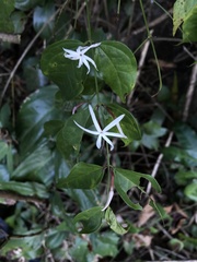 Jasminum adenophyllum