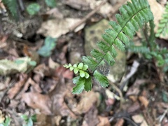 Asplenium normale normale