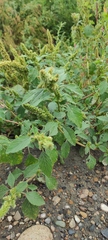 Amaranthus retroflexus