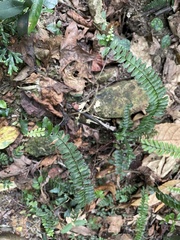 Asplenium normale normale