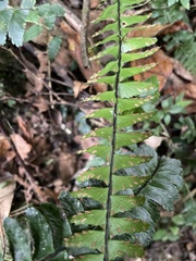 Asplenium normale normale