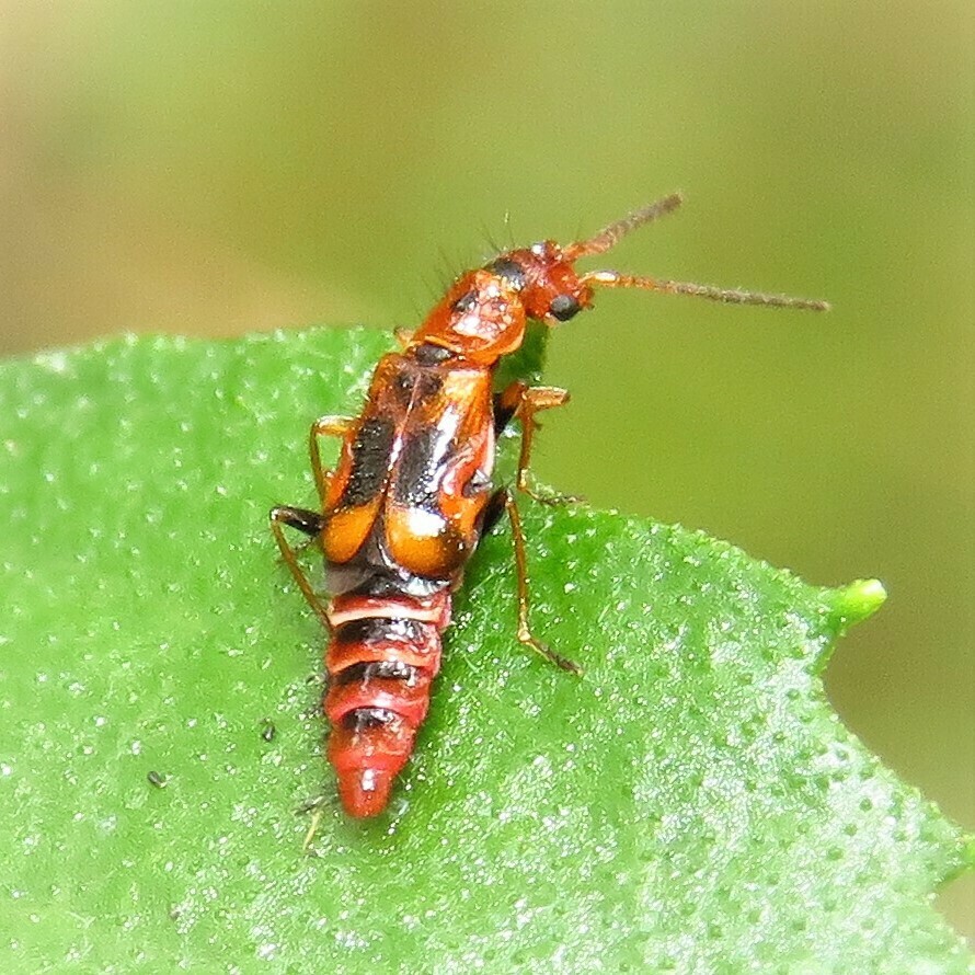 Carphurus pravus