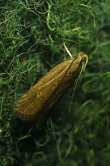 Helcystogramma triannulella