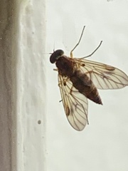 Chrysopilus cristatus