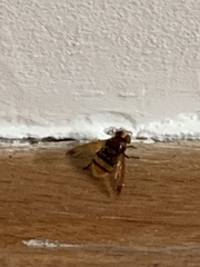 Volucella zonaria