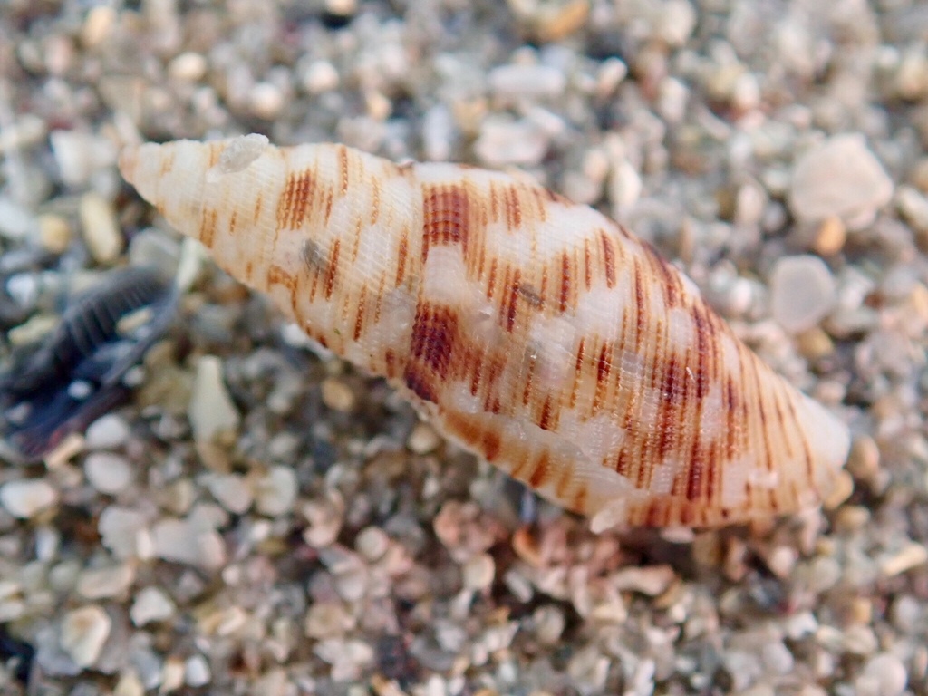 Daphnella cancellata