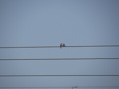 Ceryle rudis leucomelanurus