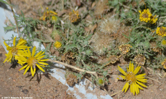 Xanthisma spinulosum pinnatifida