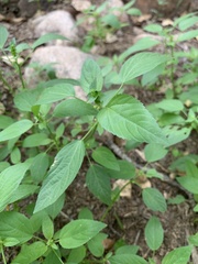 Acalypha neomexicana