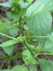 Acalypha neomexicana