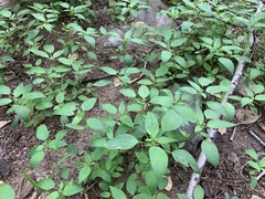 Acalypha neomexicana