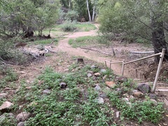 Acalypha neomexicana