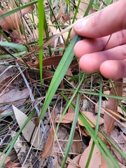 Cryptostylis subulata