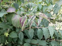 Spiraea chamaedryfolia