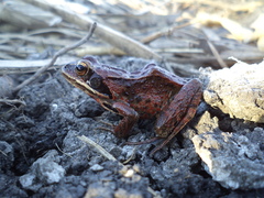 Rana amurensis